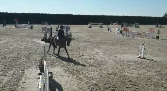 Concours jeunes chevaux 2021 Concours jeunes chevaux 2021