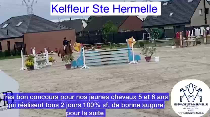 Très bon concours pour nos jeunes chevaux 5 et 6 ans à Phalempin 